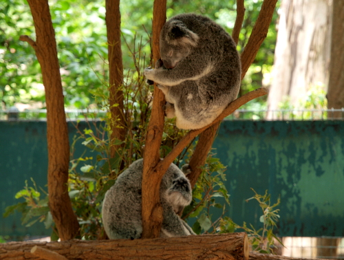 brisbane escursioni