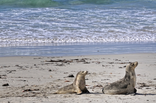 kangaroo island