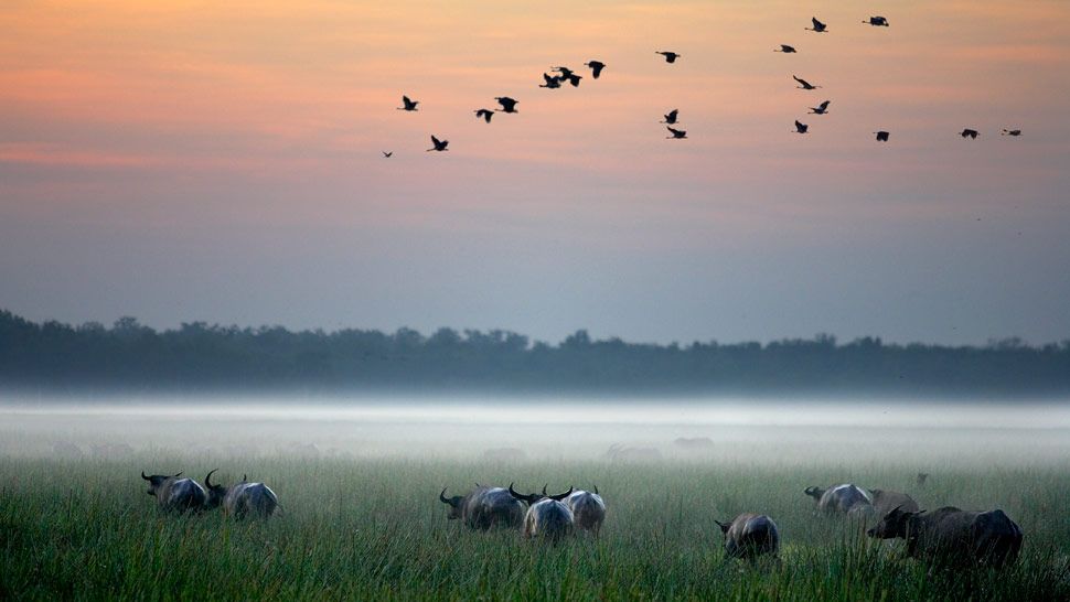 bamurru plains