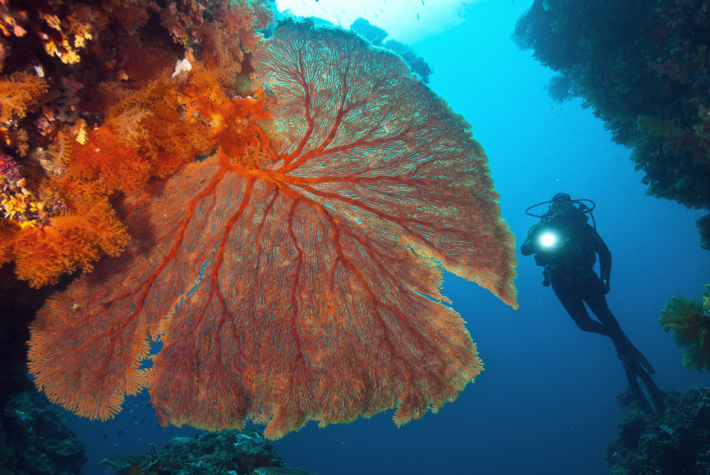 beqa lagoon fiji