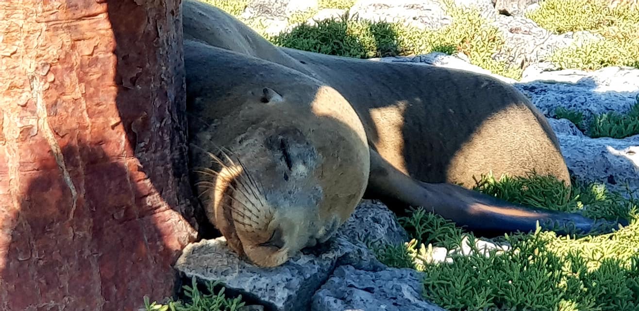 galapagos 