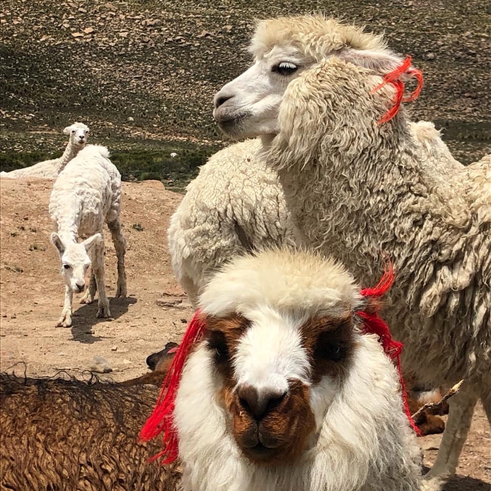 racconto di viaggio peru